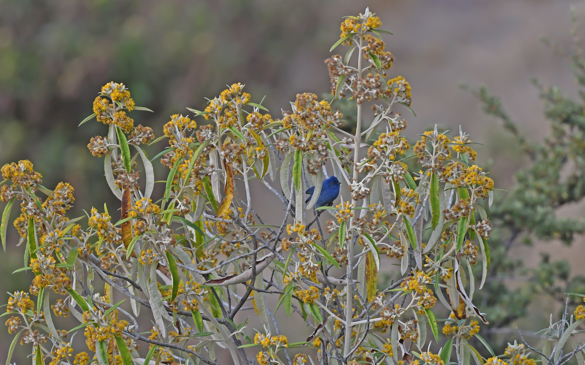 Tit-like Dacnis (Xenodacnis parina), photo 10
