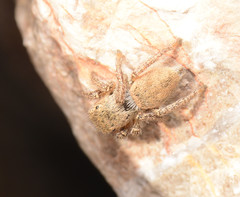 Habronattus borealis