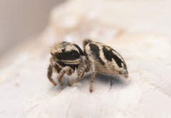 Habronattus borealis