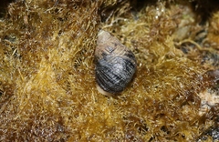 Austrolittorina cincta