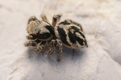 Habronattus borealis