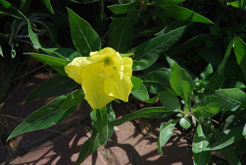 Oenothera macrocarpa iNat (1)