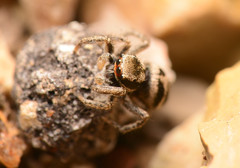 Habronattus borealis