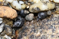 Austrolittorina cincta