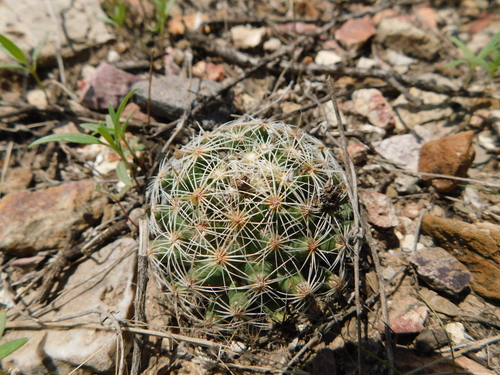 Coryphantha gracilis