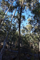 Eucalyptus stellulata
