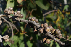 Eucalyptus stellulata
