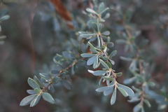 Leptospermum myrtifolium
