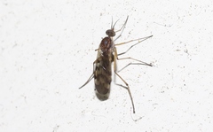 Sylvicola undulatus