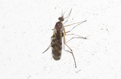 Sylvicola undulatus