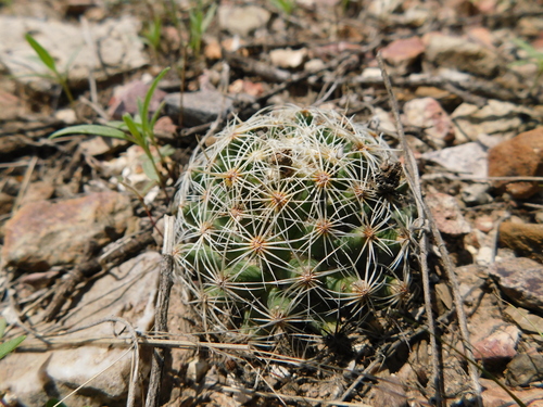 Coryphantha gracilis