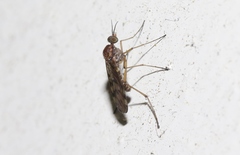 Sylvicola undulatus