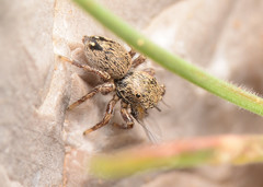 Habronattus borealis