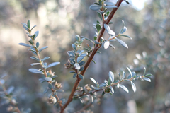 Leptospermum myrtifolium