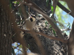 Lophospingus pusillus