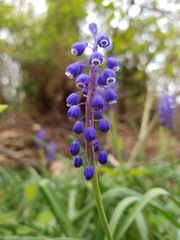 Muscari armeniacum