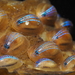 Blue-rayed Limpet - Photo (c) Michiel Vos, some rights reserved (CC BY-NC), uploaded by Michiel Vos