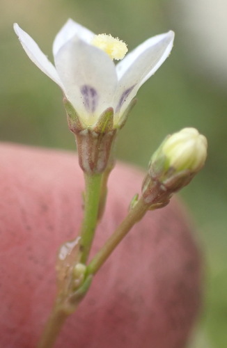 Image of Wahlenbergia androsacea by (c) Nicola van Berkel, some rights reserved (CC BY-SA)