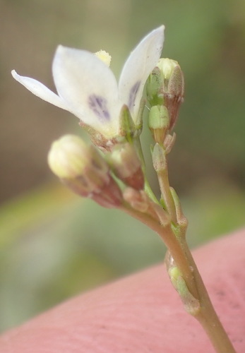 Image of Wahlenbergia androsacea by (c) Nicola van Berkel, some rights reserved (CC BY-SA)