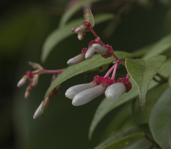 Cavendishia melastomoides image