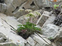 Kitagawia terebinthacea