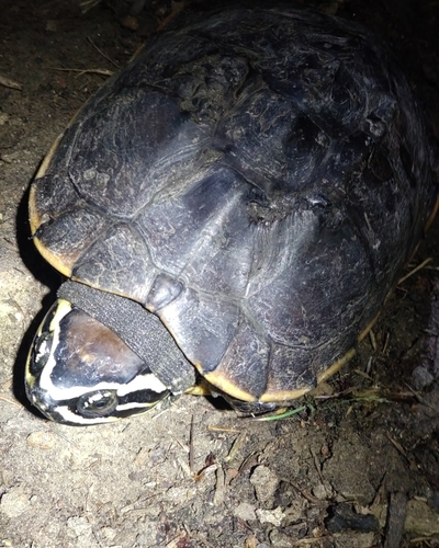 Malayan Snail-eating Turtle