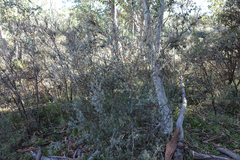 Leptospermum myrtifolium
