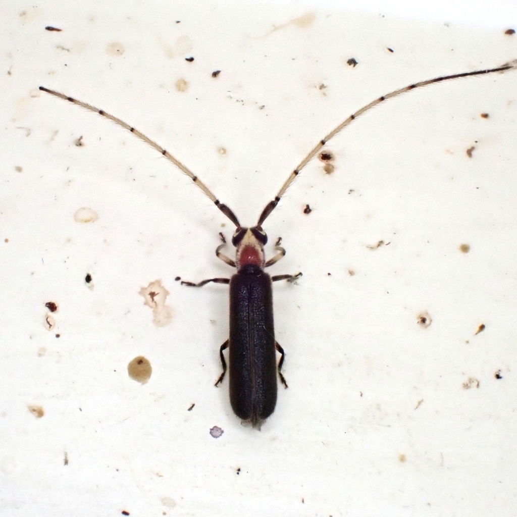 Suipinima