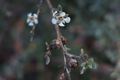 Leptospermum myrtifolium