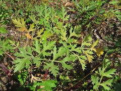 Kitagawia terebinthacea