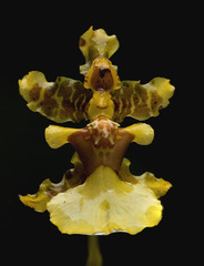 Oncidium bracteatum image