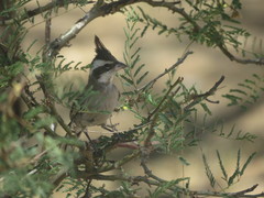 Lophospingus pusillus