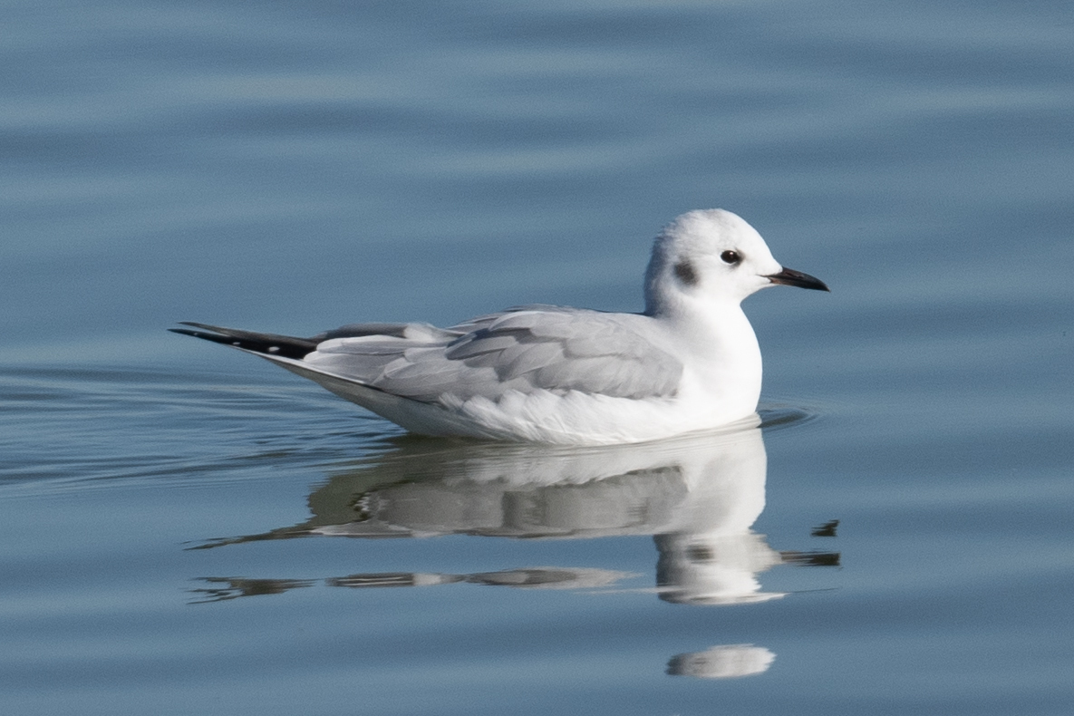 Bonaparte's Gull (Chroicocephalus philadelphia)