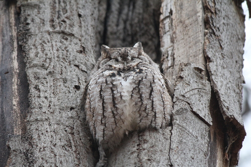 Eastern Screech-Owl, photo 7 of 8