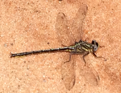 Phanogomphus hodgesi