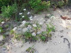 Kitagawia terebinthacea