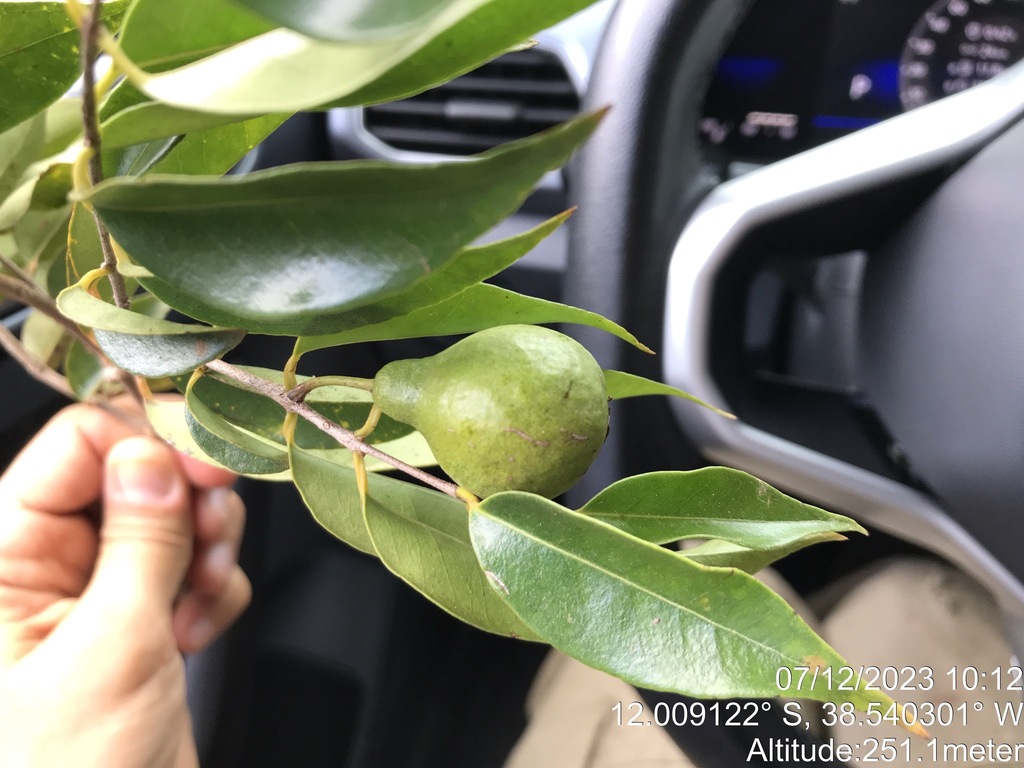 Psidium oligospermum; photograph (c) vitordematos12, some rights reserved (CC BY-SA)