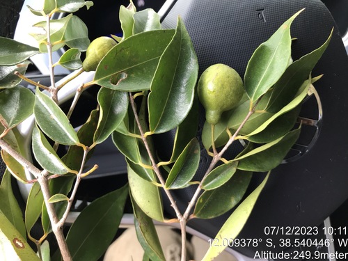 Psidium oligospermum, photograph 3