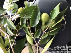 (c) vitordematos12, some rights reserved (CC BY-SA) Psidium oligospermum, photograph (c) vitordematos12, some rights reserved (CC BY-SA)