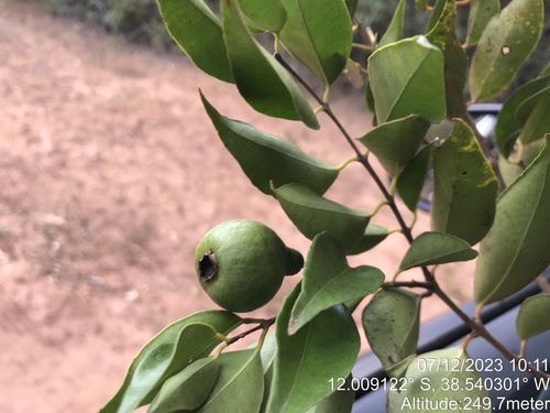 Psidium oligospermum, photograph 4