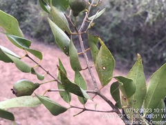 (c) vitordematos12, some rights reserved (CC BY-SA) Psidium oligospermum, photograph (c) vitordematos12, some rights reserved (CC BY-SA)