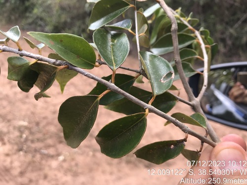 Psidium oligospermum, photograph 6