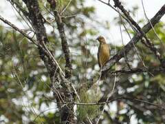 Yellow-Breasted Bowerbird photo 4