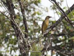 Yellow-Breasted Bowerbird photo 2