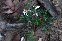 Olearia myrsinoides