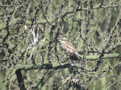 Lophospingus pusillus