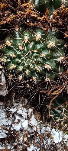 Weingartia margarethae