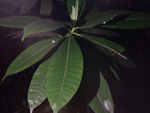 Image of Alstonia macrophylla by no rights reserved