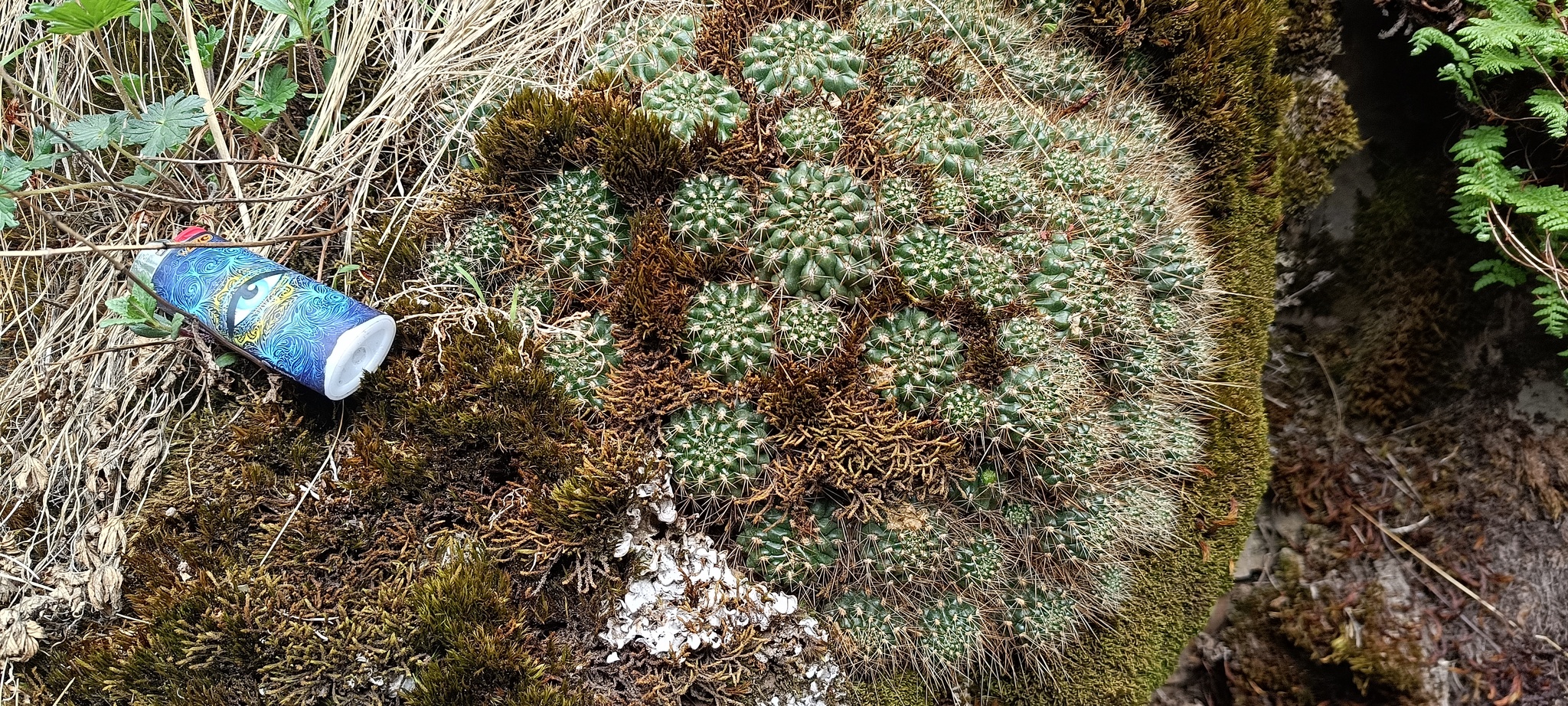 Rebutia padcayensis