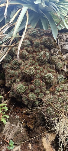 Weingartia margarethae